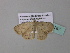  ( - BC ZSM Lep 34267)  @12 [ ] CreativeCommons - Attribution Non-Commercial Share-Alike (2010) Axel Hausmann/Bavarian State Collection of Zoology (ZSM) SNSB, Zoologische Staatssammlung Muenchen
