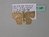  ( - BC ZSM Lep 34294)  @12 [ ] CreativeCommons - Attribution Non-Commercial Share-Alike (2010) Axel Hausmann/Bavarian State Collection of Zoology (ZSM) SNSB, Zoologische Staatssammlung Muenchen