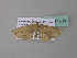  ( - BC ZSM Lep 34308)  @12 [ ] CreativeCommons - Attribution Non-Commercial Share-Alike (2010) Axel Hausmann/Bavarian State Collection of Zoology (ZSM) SNSB, Zoologische Staatssammlung Muenchen