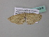  ( - BC ZSM Lep 34309)  @12 [ ] CreativeCommons - Attribution Non-Commercial Share-Alike (2010) Axel Hausmann/Bavarian State Collection of Zoology (ZSM) SNSB, Zoologische Staatssammlung Muenchen