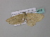  ( - BC ZSM Lep 34310)  @12 [ ] CreativeCommons - Attribution Non-Commercial Share-Alike (2010) Axel Hausmann/Bavarian State Collection of Zoology (ZSM) SNSB, Zoologische Staatssammlung Muenchen