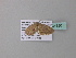  (Asthenotricha AH01GhCa - BC ZSM Lep 34320)  @13 [ ] CreativeCommons - Attribution Non-Commercial Share-Alike (2010) Axel Hausmann/Bavarian State Collection of Zoology (ZSM) SNSB, Zoologische Staatssammlung Muenchen