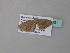  ( - BC ZSM Lep 34331)  @12 [ ] CreativeCommons - Attribution Non-Commercial Share-Alike (2010) Axel Hausmann/Bavarian State Collection of Zoology (ZSM) SNSB, Zoologische Staatssammlung Muenchen