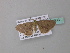  ( - BC ZSM Lep 34333)  @13 [ ] CreativeCommons - Attribution Non-Commercial Share-Alike (2010) Axel Hausmann/Bavarian State Collection of Zoology (ZSM) SNSB, Zoologische Staatssammlung Muenchen