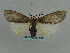  ( - BC ZSM Lep 35965)  @11 [ ] CreativeCommons - Attribution Non-Commercial Share-Alike (2010) Axel Hausmann/Bavarian State Collection of Zoology (ZSM) SNSB, Zoologische Staatssammlung Muenchen