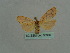  ( - BC ZSM Lep 35986)  @11 [ ] CreativeCommons - Attribution Non-Commercial Share-Alike (2010) Axel Hausmann/Bavarian State Collection of Zoology (ZSM) SNSB, Zoologische Staatssammlung Muenchen