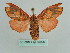  ( - BC ZSM Lep 35996)  @11 [ ] CreativeCommons - Attribution Non-Commercial Share-Alike (2010) Axel Hausmann/Bavarian State Collection of Zoology (ZSM) SNSB, Zoologische Staatssammlung Muenchen
