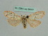  (Miltochrista ziczac - BC ZSM Lep 36007)  @14 [ ] CreativeCommons - Attribution Non-Commercial Share-Alike (2010) Axel Hausmann/Bavarian State Collection of Zoology (ZSM) SNSB, Zoologische Staatssammlung Muenchen