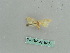  ( - BC ZSM Lep 36011)  @11 [ ] CreativeCommons - Attribution Non-Commercial Share-Alike (2010) Axel Hausmann/Bavarian State Collection of Zoology (ZSM) SNSB, Zoologische Staatssammlung Muenchen