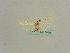  ( - BC ZSM Lep 36016)  @11 [ ] CreativeCommons - Attribution Non-Commercial Share-Alike (2010) Axel Hausmann/Bavarian State Collection of Zoology (ZSM) SNSB, Zoologische Staatssammlung Muenchen