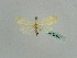  ( - BC ZSM Lep 36017)  @12 [ ] CreativeCommons - Attribution Non-Commercial Share-Alike (2010) Axel Hausmann/Bavarian State Collection of Zoology (ZSM) SNSB, Zoologische Staatssammlung Muenchen