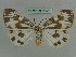  ( - BC ZSM Lep 36021)  @14 [ ] CreativeCommons - Attribution Non-Commercial Share-Alike (2010) Axel Hausmann/Bavarian State Collection of Zoology (ZSM) SNSB, Zoologische Staatssammlung Muenchen