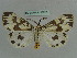  ( - BC ZSM Lep 36022)  @11 [ ] CreativeCommons - Attribution Non-Commercial Share-Alike (2010) Axel Hausmann/Bavarian State Collection of Zoology (ZSM) SNSB, Zoologische Staatssammlung Muenchen