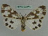  ( - BC ZSM Lep 36023)  @14 [ ] CreativeCommons - Attribution Non-Commercial Share-Alike (2010) Axel Hausmann/Bavarian State Collection of Zoology (ZSM) SNSB, Zoologische Staatssammlung Muenchen