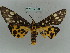  (Aglaomorpha - BC ZSM Lep 36033)  @14 [ ] CreativeCommons - Attribution Non-Commercial Share-Alike (2010) Axel Hausmann/Bavarian State Collection of Zoology (ZSM) SNSB, Zoologische Staatssammlung Muenchen