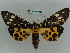  ( - BC ZSM Lep 36034)  @14 [ ] CreativeCommons - Attribution Non-Commercial Share-Alike (2010) Axel Hausmann/Bavarian State Collection of Zoology (ZSM) SNSB, Zoologische Staatssammlung Muenchen