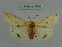  ( - BC ZSM Lep 36039)  @11 [ ] CreativeCommons - Attribution Non-Commercial Share-Alike (2010) Axel Hausmann/Bavarian State Collection of Zoology (ZSM) SNSB, Zoologische Staatssammlung Muenchen