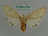  ( - BC ZSM Lep 36046)  @13 [ ] CreativeCommons - Attribution Non-Commercial Share-Alike (2010) Axel Hausmann/Bavarian State Collection of Zoology (ZSM) SNSB, Zoologische Staatssammlung Muenchen