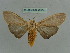  (Creatonotos transiens - BC ZSM Lep 36047)  @13 [ ] CreativeCommons - Attribution Non-Commercial Share-Alike (2010) Axel Hausmann/Bavarian State Collection of Zoology (ZSM) SNSB, Zoologische Staatssammlung Muenchen