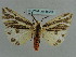  ( - BC ZSM Lep 36048)  @13 [ ] CreativeCommons - Attribution Non-Commercial Share-Alike (2010) Axel Hausmann/Bavarian State Collection of Zoology (ZSM) SNSB, Zoologische Staatssammlung Muenchen