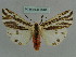  (Eospilarctia lewisii - BC ZSM Lep 36049)  @13 [ ] CreativeCommons - Attribution Non-Commercial Share-Alike (2010) Axel Hausmann/Bavarian State Collection of Zoology (ZSM) SNSB, Zoologische Staatssammlung Muenchen