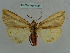  ( - BC ZSM Lep 36051)  @13 [ ] CreativeCommons - Attribution Non-Commercial Share-Alike (2010) Axel Hausmann/Bavarian State Collection of Zoology (ZSM) SNSB, Zoologische Staatssammlung Muenchen