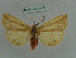  (Eospilarctia nehallienia - BC ZSM Lep 36052)  @13 [ ] CreativeCommons - Attribution Non-Commercial Share-Alike (2010) Axel Hausmann/Bavarian State Collection of Zoology (ZSM) SNSB, Zoologische Staatssammlung Muenchen