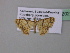  ( - BC ZSM Lep 37202)  @13 [ ] CreativeCommons - Attribution Non-Commercial Share-Alike (2010) Axel Hausmann/Bavarian State Collection of Zoology (ZSM) SNSB, Zoologische Staatssammlung Muenchen