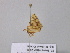 ( - BC ZSM Lep 37204)  @12 [ ] CreativeCommons - Attribution Non-Commercial Share-Alike (2010) Axel Hausmann/Bavarian State Collection of Zoology (ZSM) SNSB, Zoologische Staatssammlung Muenchen