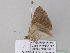  ( - BC ZSM Lep 37226)  @12 [ ] CreativeCommons - Attribution Non-Commercial Share-Alike (2010) Axel Hausmann/Bavarian State Collection of Zoology (ZSM) SNSB, Zoologische Staatssammlung Muenchen