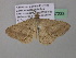  ( - BC ZSM Lep 37233)  @13 [ ] CreativeCommons - Attribution Non-Commercial Share-Alike (2010) Axel Hausmann/Bavarian State Collection of Zoology (ZSM) SNSB, Zoologische Staatssammlung Muenchen