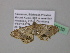  ( - BC ZSM Lep 37239)  @13 [ ] CreativeCommons - Attribution Non-Commercial Share-Alike (2010) Axel Hausmann/Bavarian State Collection of Zoology (ZSM) SNSB, Zoologische Staatssammlung Muenchen