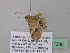  ( - BC ZSM Lep 37240)  @13 [ ] CreativeCommons - Attribution Non-Commercial Share-Alike (2010) Axel Hausmann/Bavarian State Collection of Zoology (ZSM) SNSB, Zoologische Staatssammlung Muenchen