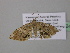  ( - BC ZSM Lep 37242)  @12 [ ] CreativeCommons - Attribution Non-Commercial Share-Alike (2010) Axel Hausmann/Bavarian State Collection of Zoology (ZSM) SNSB, Zoologische Staatssammlung Muenchen