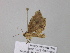  ( - BC ZSM Lep 37243)  @13 [ ] CreativeCommons - Attribution Non-Commercial Share-Alike (2010) Axel Hausmann/Bavarian State Collection of Zoology (ZSM) SNSB, Zoologische Staatssammlung Muenchen