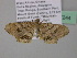  ( - BC ZSM Lep 37244)  @13 [ ] CreativeCommons - Attribution Non-Commercial Share-Alike (2010) Axel Hausmann/Bavarian State Collection of Zoology (ZSM) SNSB, Zoologische Staatssammlung Muenchen
