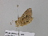  ( - BC ZSM Lep 37246)  @13 [ ] CreativeCommons - Attribution Non-Commercial Share-Alike (2010) Axel Hausmann/Bavarian State Collection of Zoology (ZSM) SNSB, Zoologische Staatssammlung Muenchen