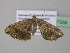  (Macaria AH12GhCa - BC ZSM Lep 37259)  @13 [ ] CreativeCommons - Attribution Non-Commercial Share-Alike (2010) Axel Hausmann/Bavarian State Collection of Zoology (ZSM) SNSB, Zoologische Staatssammlung Muenchen