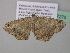  (Macaria AH25GhCa - BC ZSM Lep 37275)  @13 [ ] CreativeCommons - Attribution Non-Commercial Share-Alike (2010) Axel Hausmann/Bavarian State Collection of Zoology (ZSM) SNSB, Zoologische Staatssammlung Muenchen