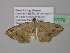  ( - BC ZSM Lep 37278)  @13 [ ] CreativeCommons - Attribution Non-Commercial Share-Alike (2010) Axel Hausmann/Bavarian State Collection of Zoology (ZSM) SNSB, Zoologische Staatssammlung Muenchen