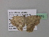  ( - BC ZSM Lep 37279)  @12 [ ] CreativeCommons - Attribution Non-Commercial Share-Alike (2010) Axel Hausmann/Bavarian State Collection of Zoology (ZSM) SNSB, Zoologische Staatssammlung Muenchen