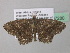  ( - BC ZSM Lep 37280)  @13 [ ] CreativeCommons - Attribution Non-Commercial Share-Alike (2010) Axel Hausmann/Bavarian State Collection of Zoology (ZSM) SNSB, Zoologische Staatssammlung Muenchen