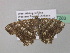 (Chiasmia inquinata - BC ZSM Lep 37283)  @14 [ ] CreativeCommons - Attribution Non-Commercial Share-Alike (2010) Axel Hausmann/Bavarian State Collection of Zoology (ZSM) SNSB, Zoologische Staatssammlung Muenchen
