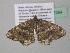  ( - BC ZSM Lep 37284)  @13 [ ] CreativeCommons - Attribution Non-Commercial Share-Alike (2010) Axel Hausmann/Bavarian State Collection of Zoology (ZSM) SNSB, Zoologische Staatssammlung Muenchen