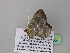  ( - BC ZSM Lep 37286)  @12 [ ] CreativeCommons - Attribution Non-Commercial Share-Alike (2010) Axel Hausmann/Bavarian State Collection of Zoology (ZSM) SNSB, Zoologische Staatssammlung Muenchen