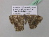  ( - BC ZSM Lep 37291)  @12 [ ] CreativeCommons - Attribution Non-Commercial Share-Alike (2010) Axel Hausmann/Bavarian State Collection of Zoology (ZSM) SNSB, Zoologische Staatssammlung Muenchen