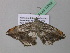  (Macaria AH34GhCa - BC ZSM Lep 37292)  @13 [ ] CreativeCommons - Attribution Non-Commercial Share-Alike (2010) Axel Hausmann/Bavarian State Collection of Zoology (ZSM) SNSB, Zoologische Staatssammlung Muenchen