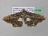 ( - BC ZSM Lep 37295)  @13 [ ] CreativeCommons - Attribution Non-Commercial Share-Alike (2010) Axel Hausmann/Bavarian State Collection of Zoology (ZSM) SNSB, Zoologische Staatssammlung Muenchen
