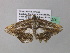  ( - BC ZSM Lep 37296)  @13 [ ] CreativeCommons - Attribution Non-Commercial Share-Alike (2010) Axel Hausmann/Bavarian State Collection of Zoology (ZSM) SNSB, Zoologische Staatssammlung Muenchen