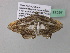  (Macaria AH35GhCa - BC ZSM Lep 37297)  @13 [ ] CreativeCommons - Attribution Non-Commercial Share-Alike (2010) Axel Hausmann/Bavarian State Collection of Zoology (ZSM) SNSB, Zoologische Staatssammlung Muenchen